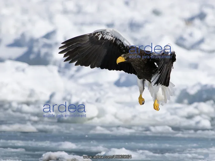  : Steller's Sea Eagle