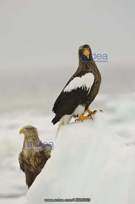 : Steller's Sea Eagle : Steller's Sea Eagle
