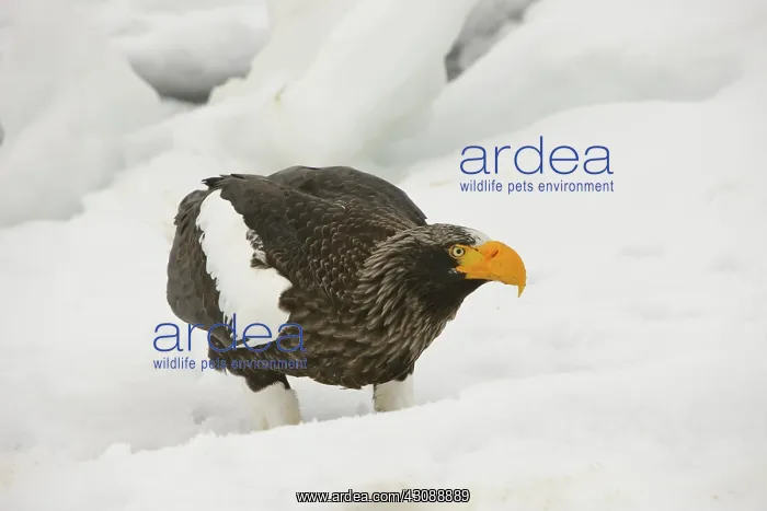 : Steller's Sea Eagle : Steller's Sea Eagle