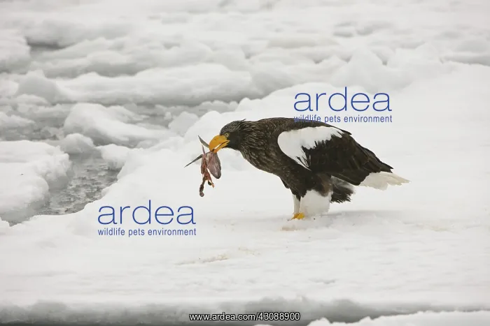 : Steller's Sea Eagle : Steller's Sea Eagle