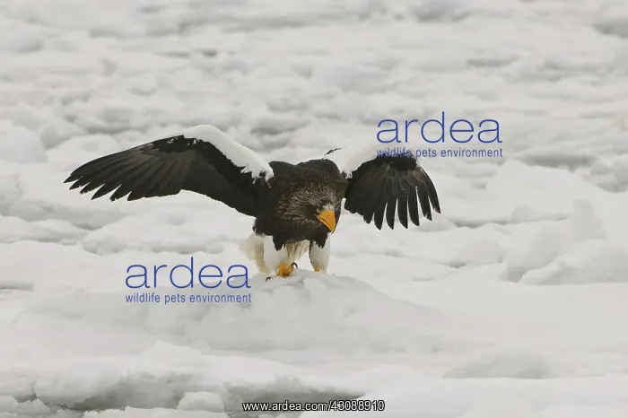 : Steller's Sea Eagle : Steller's Sea Eagle