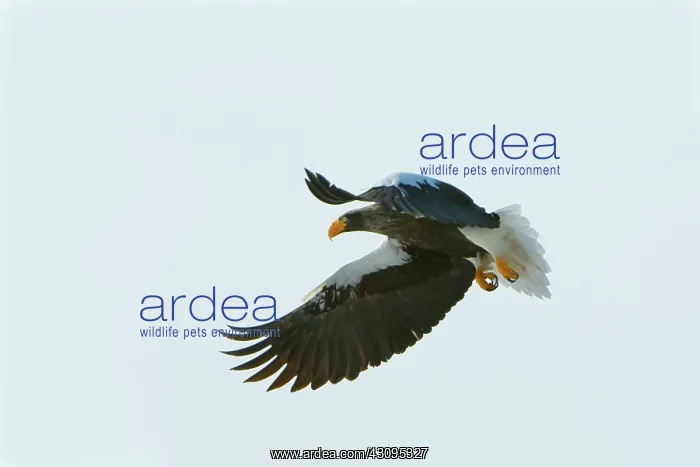 : Steller's Sea Eagle : Steller's Sea Eagle