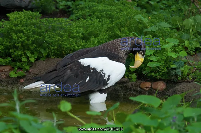: Steller's Sea Eagle : Steller's Sea Eagle