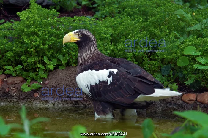 : Steller's Sea Eagle : Steller's Sea Eagle