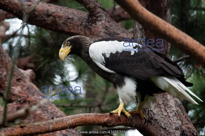 : Steller's Sea Eagle : Steller's Sea Eagle