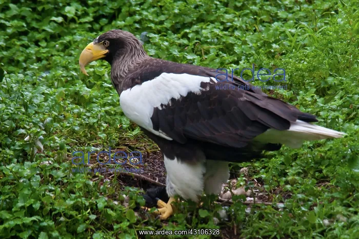: Steller's Sea Eagle : Steller's Sea Eagle