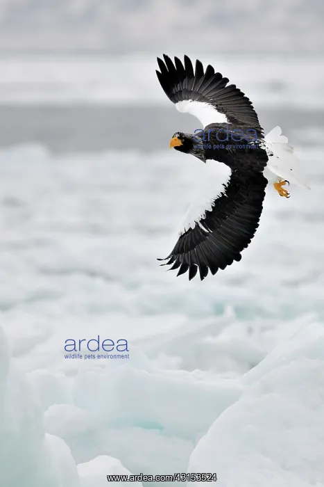 : Steller's Sea Eagle : Steller's Sea Eagle