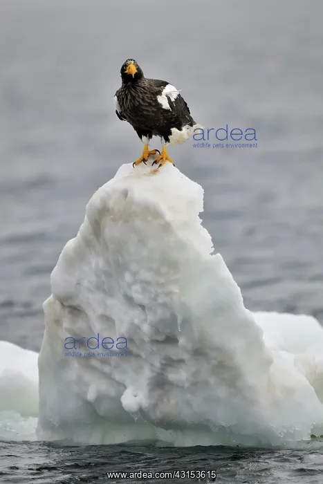 : Steller's Sea Eagle : Steller's Sea Eagle