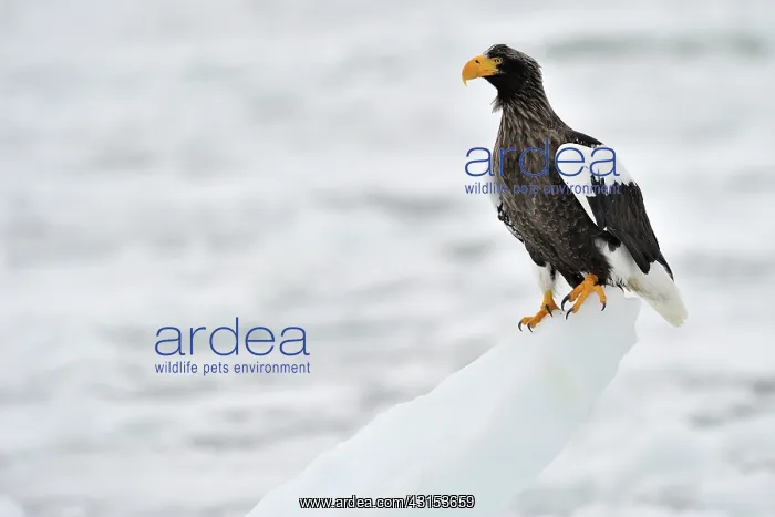 : Steller's Sea Eagle : Steller's Sea Eagle