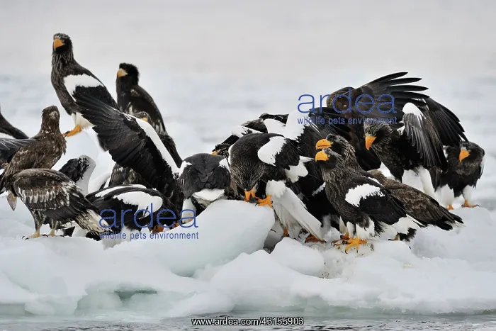 : Steller's Sea Eagle : Steller's Sea Eagle