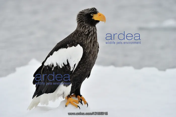 : Steller's Sea Eagle : Steller's Sea Eagle