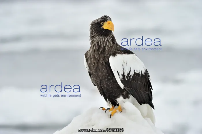 : Steller's Sea Eagle : Steller's Sea Eagle