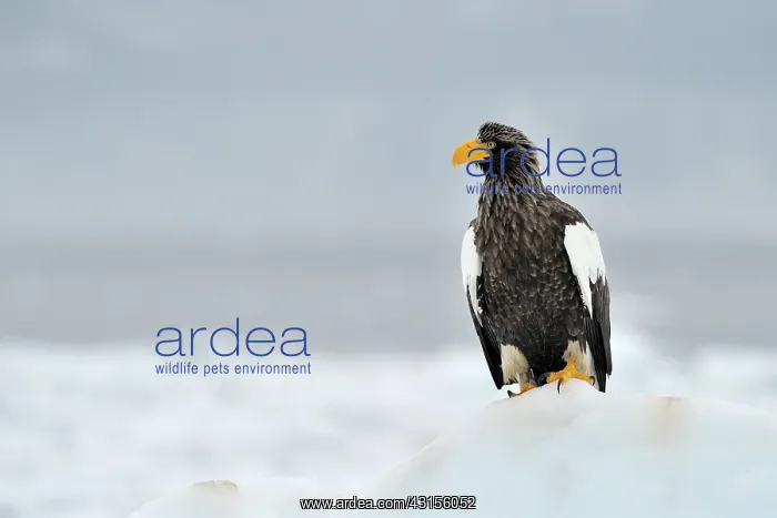 : Steller's Sea Eagle : Steller's Sea Eagle