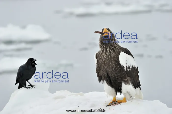 : Steller's Sea Eagle : Steller's Sea Eagle