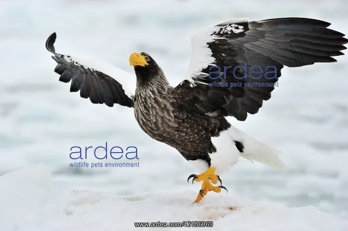 : Steller's Sea Eagle : Steller's Sea Eagle