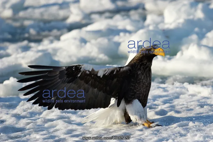 : Steller's Sea Eagle : Steller's Sea Eagle