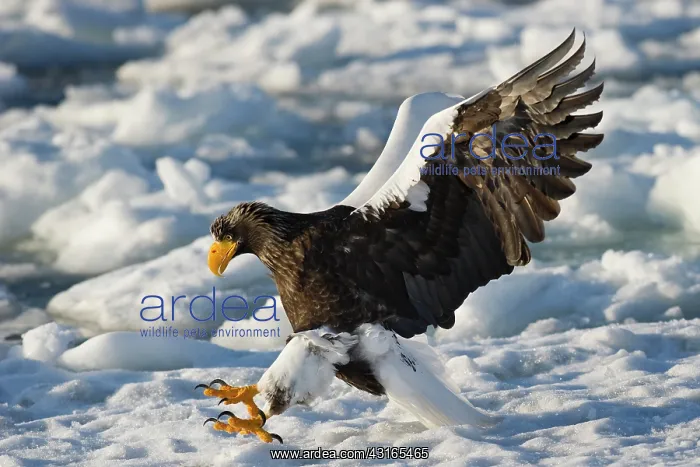 : Steller's Sea Eagle : Steller's Sea Eagle
