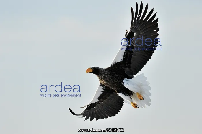 : Steller's Sea Eagle : Steller's Sea Eagle