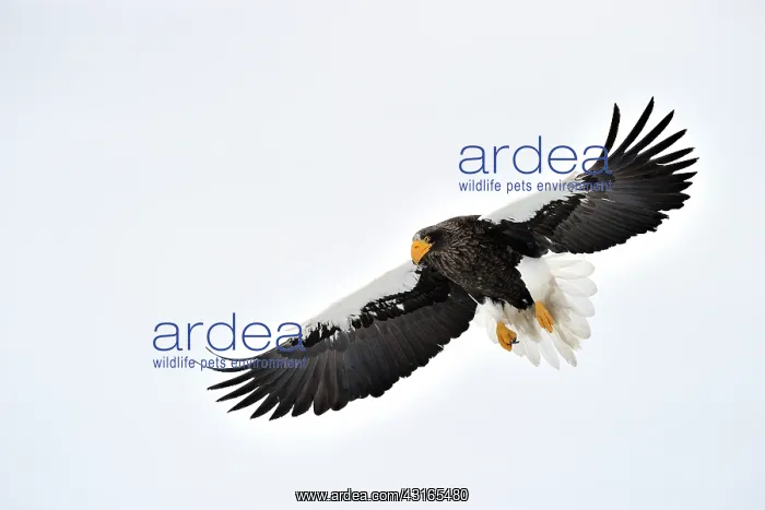 : Steller's Sea Eagle : Steller's Sea Eagle
