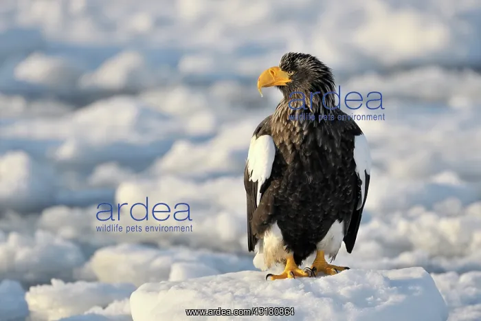 : Steller's Sea Eagle : Steller's Sea Eagle