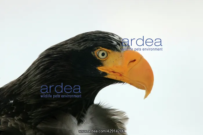 : Steller's Sea Eagle - close-up of head : Steller's Sea Eagle - close-up of head
