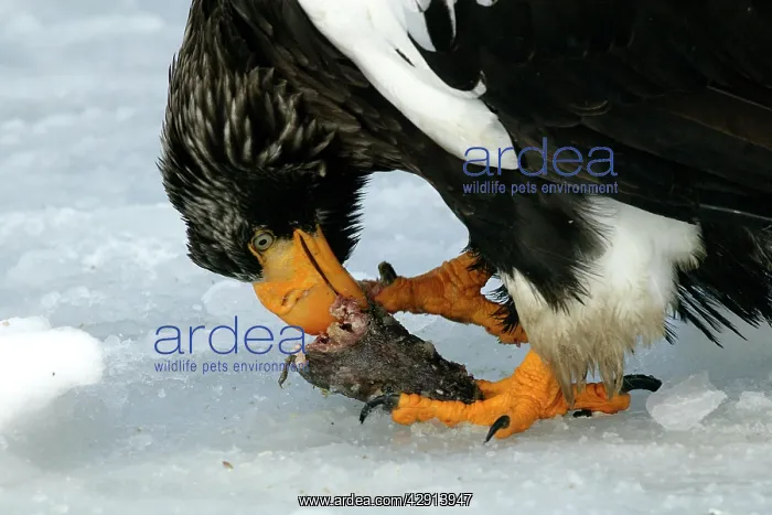  : Steller's Sea Eagle - feeding
