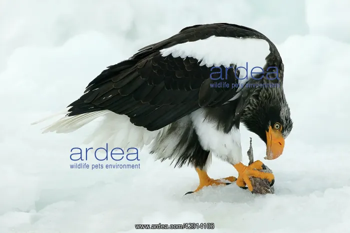 : Steller's Sea Eagle - feeding : Steller's Sea Eagle - feeding