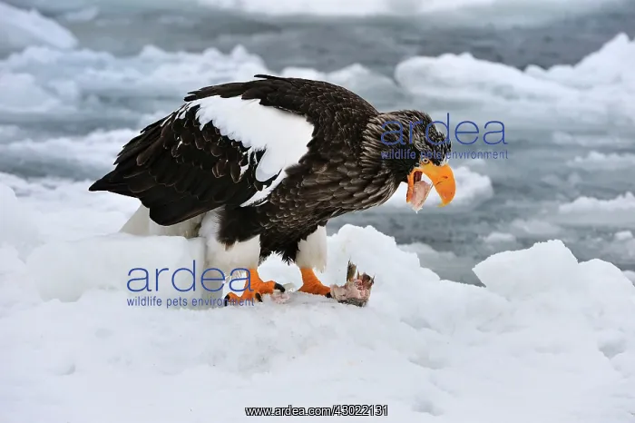: Steller's Sea Eagle feeding in snow : Steller's Sea Eagle feeding in snow