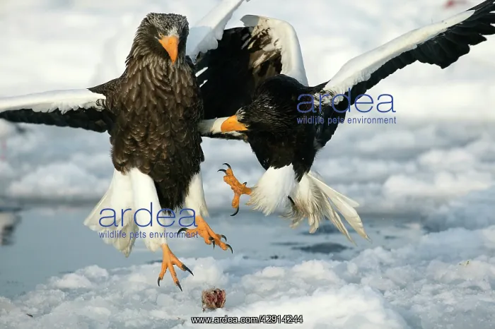 : Steller's Sea Eagle - two fighting over food : Steller's Sea Eagle - two fighting over food
