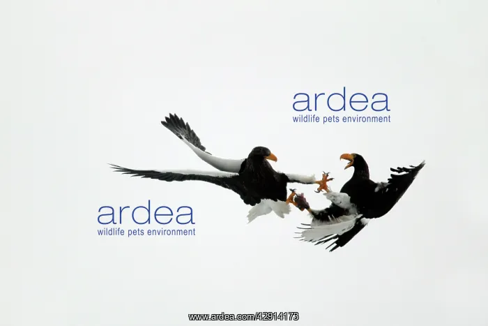 : Steller's Sea Eagle - two fighting in mid-air : Steller's Sea Eagle - two fighting in mid-air