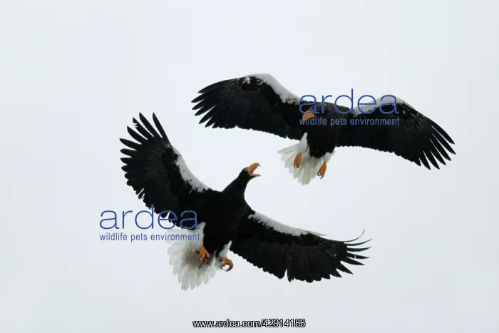 : Steller's Sea Eagle - two fighting in mid-air : Steller's Sea Eagle - two fighting in mid-air