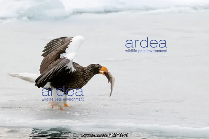 : Steller's Sea Eagle - with fish in bill and wings : Steller's Sea Eagle - with fish in bill and wings