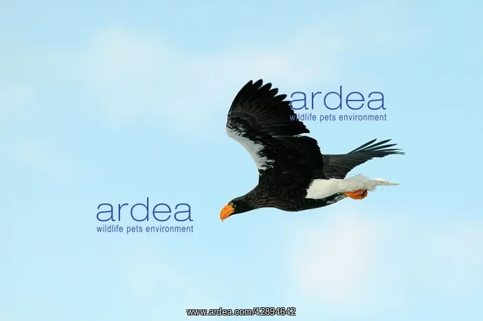 : Steller's Sea Eagle - in flight : Steller's Sea Eagle - in flight
