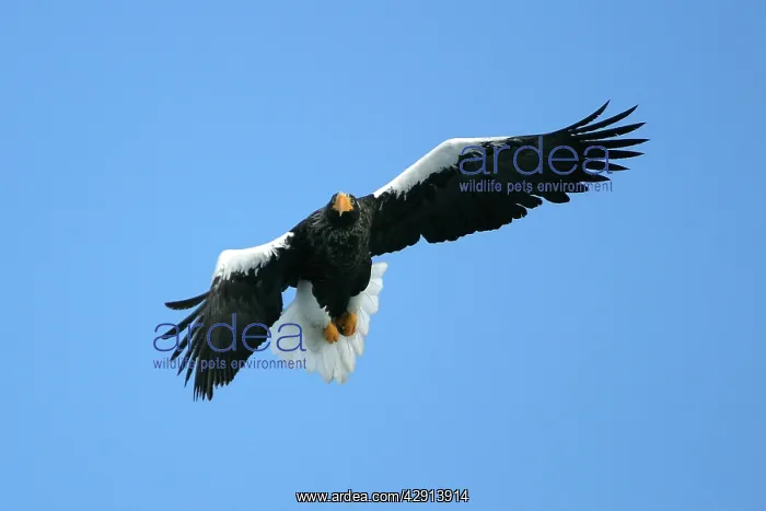 : Steller's Sea Eagle - in flight : Steller's Sea Eagle - in flight