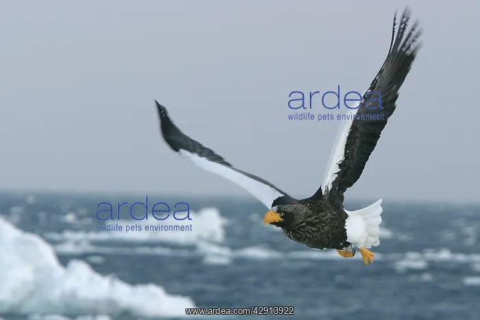 : Steller's Sea Eagle - in flight : Steller's Sea Eagle - in flight
