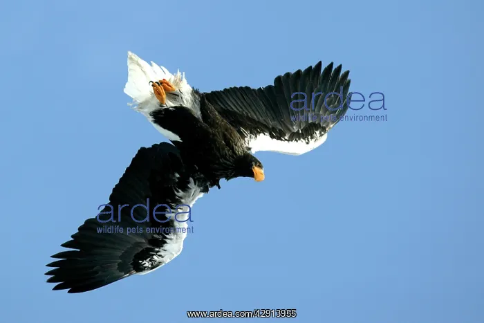 : Steller's Sea Eagle - in flight : Steller's Sea Eagle - in flight