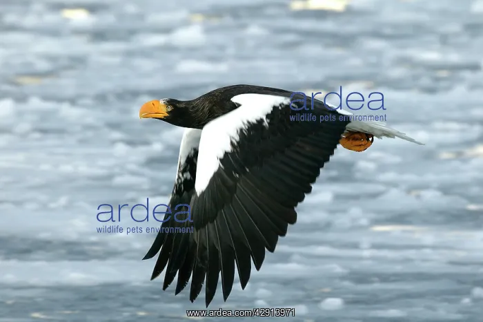 : Steller's Sea Eagle - in flight : Steller's Sea Eagle - in flight