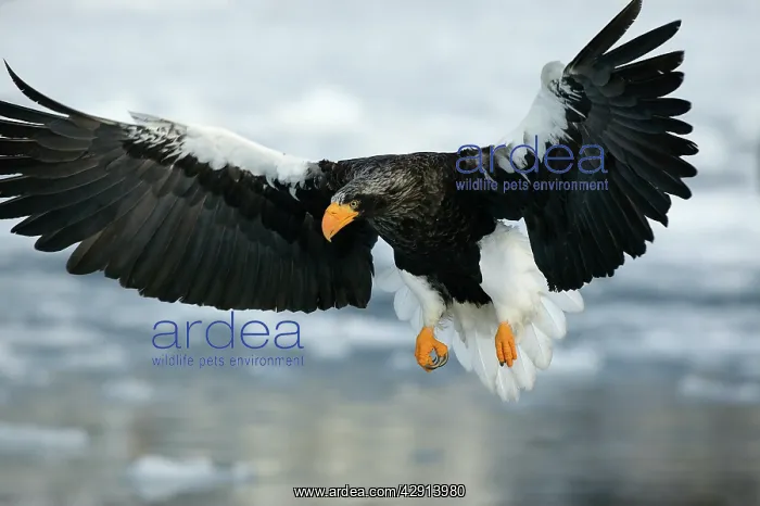 : Steller's Sea Eagle - in flight : Steller's Sea Eagle - in flight