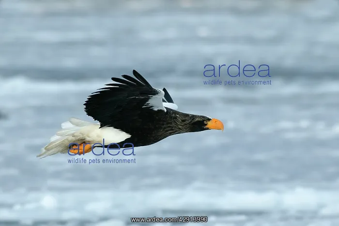 : Steller's Sea Eagle - in flight : Steller's Sea Eagle - in flight