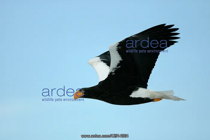 : Steller's Sea Eagle - in flight : Steller's Sea Eagle - in flight