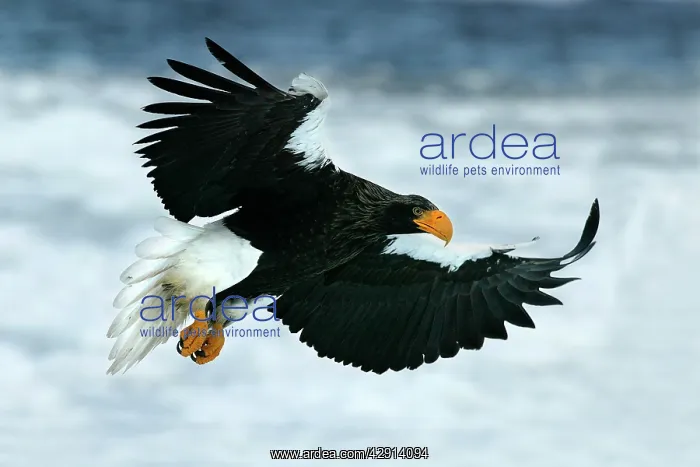 : Steller's Sea Eagle - in flight : Steller's Sea Eagle - in flight