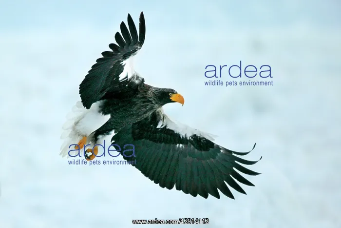 : Steller's Sea Eagle - in flight : Steller's Sea Eagle - in flight