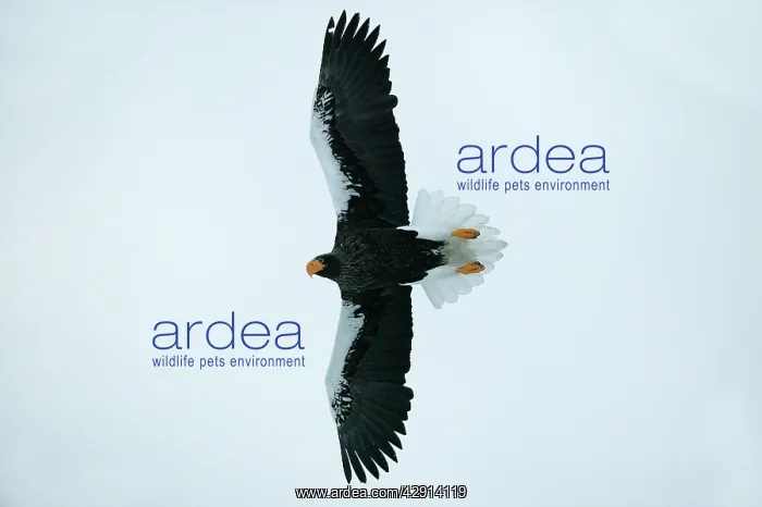: Steller's Sea Eagle - in flight : Steller's Sea Eagle - in flight
