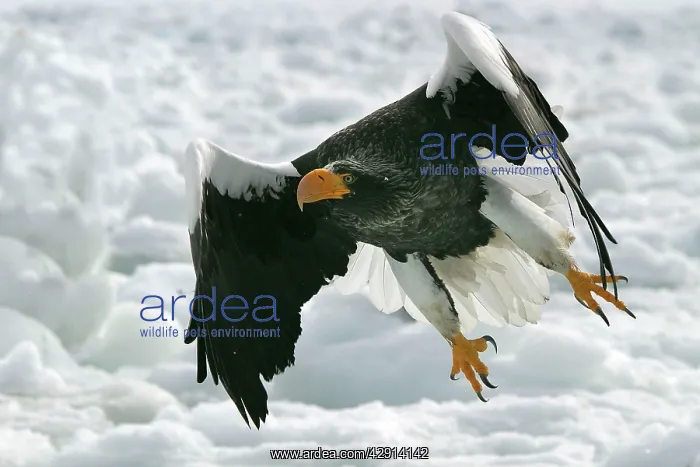 : Steller's Sea Eagle - in flight : Steller's Sea Eagle - in flight