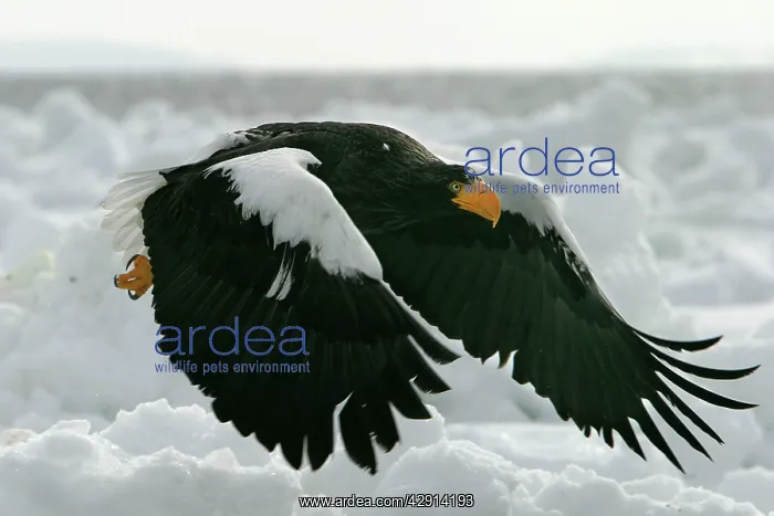 : Steller's Sea Eagle - in flight : Steller's Sea Eagle - in flight