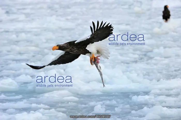: Steller's Sea Eagle in flight with fish prey in snow : Steller's Sea Eagle in flight with fish prey in snow