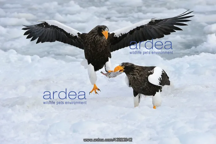 : Steller's Sea Eagle in flight with fish prey in snow : Steller's Sea Eagle in flight with fish prey in snow
