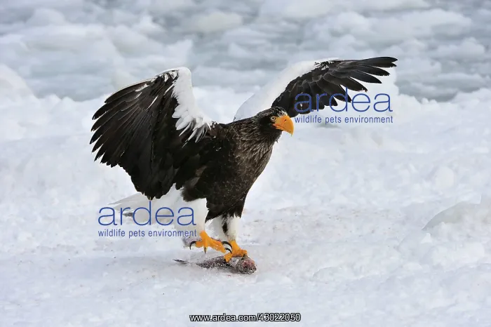 : Steller's Sea Eagle in flight with fish prey in snow : Steller's Sea Eagle in flight with fish prey in snow
