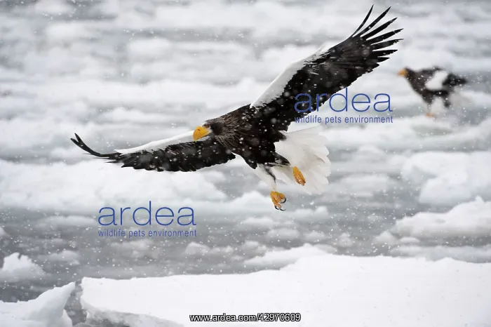 : Steller's Sea Eagle - in flight over frozen sea : Steller's Sea Eagle - in flight over frozen sea