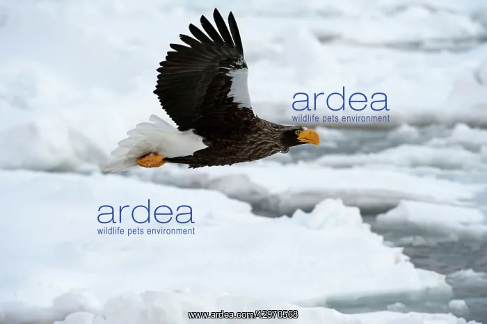: Steller's Sea Eagle - in flight over sea ice : Steller's Sea Eagle - in flight over sea ice